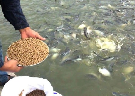 فروش غذای ماهی قزل آلا پرورشی استخری  + قیمت خرید به صرفه